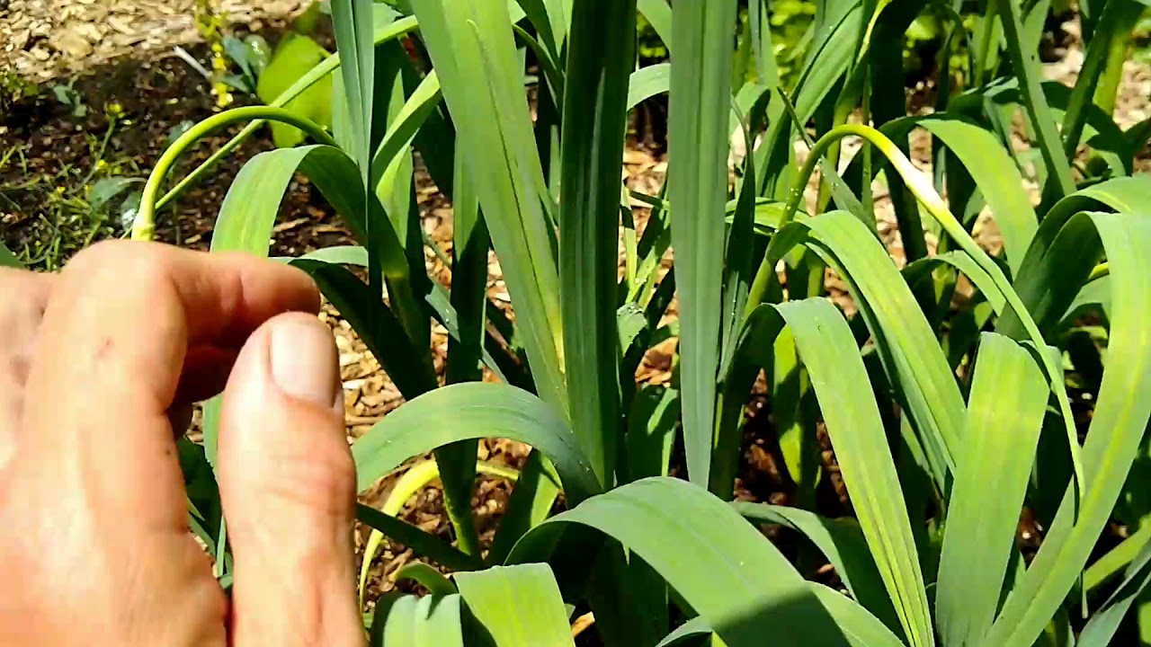 Garlic scapes YouTube