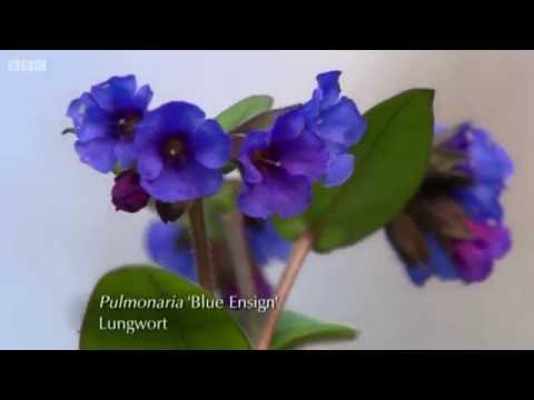 Video: Lungwort - Nyttige Egenskaber, Dyrkning Og Pleje Af Lungwort. Opskrifter Til Brug Af Lungwort