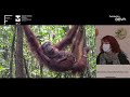 Píldora Karmele Llano - La vida del ‘humano del bosque’ en Borneo, Indonesia