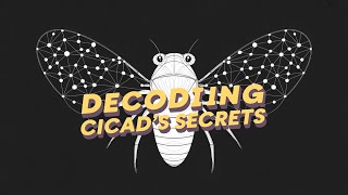Cicada 3301: An Internet Mystery