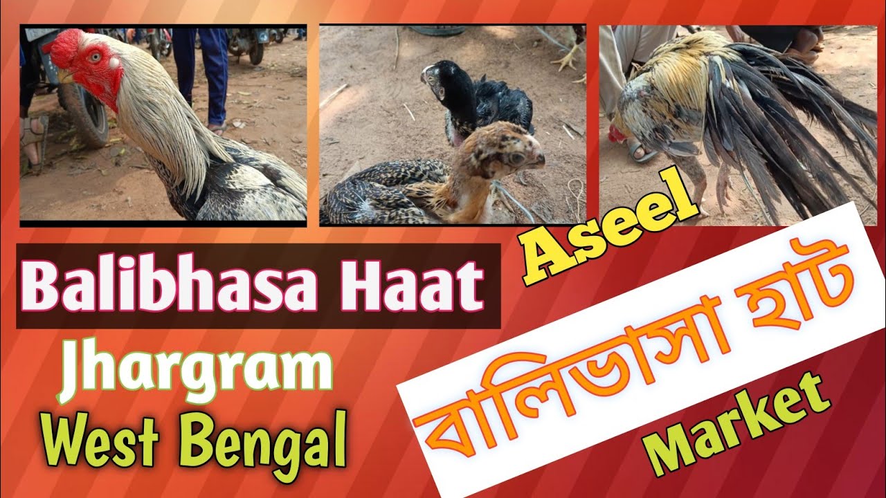Balibhasa hat|Poradih|Kukru hat|Balrampur|feko|Jhargram|WB |Recent Aseel murga price update in India