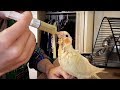 Feeding and bathing my Baby Cockatiel