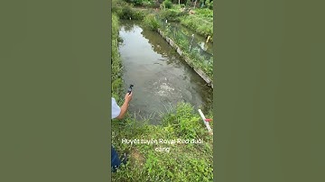 Huyết long Royal red