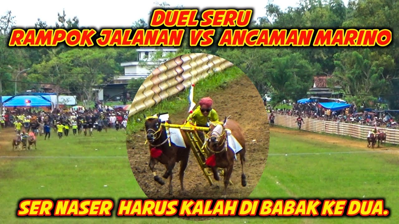 Babak Kedua Karapan Sapi HUT Tim Putra Mahkota Kelas Besar Berhadiah Mobil Di Lap Banyubunih.