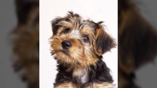15 Süße Hunde Fotos