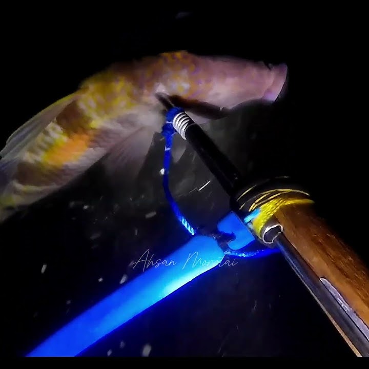 Berburu ikan #fishhunter #nightspearfishing #nighthunting #panahikan