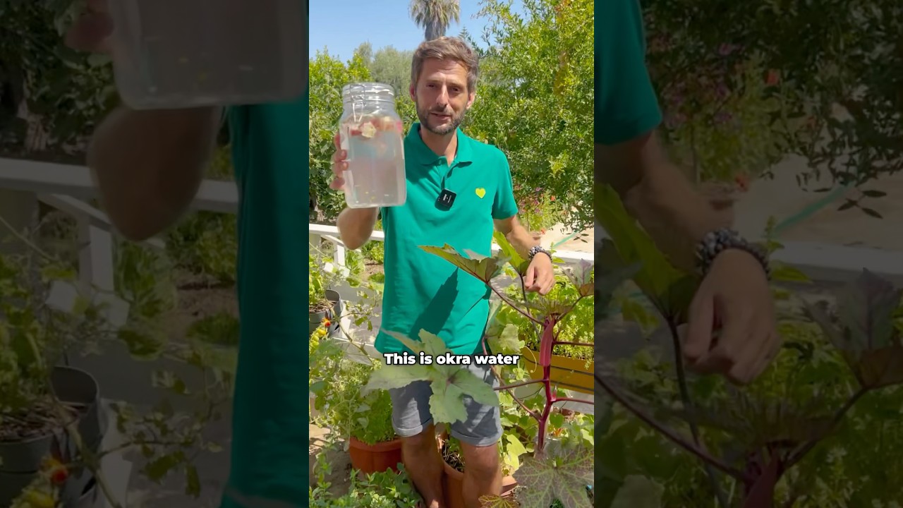 Growing Okra & making nutritious infused Okra Water 💚 
