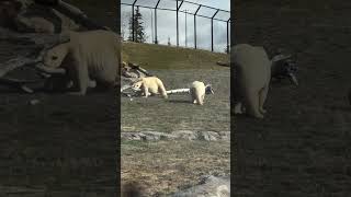 Polar Bears ‘Yellé’ and ‘Siku’ Together at the Wilder Institute/Calgary Zoo