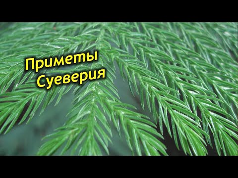 Можно ли держать Араукарию дома? Араукария – приметы и суеверия.