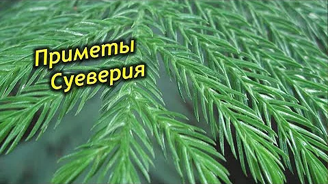 Можно ли держать Араукарию дома? Араукария – приметы и суеверия.
