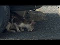 【緊急保護】熱中症でフラフラ歩くガリガリに痩せた猫