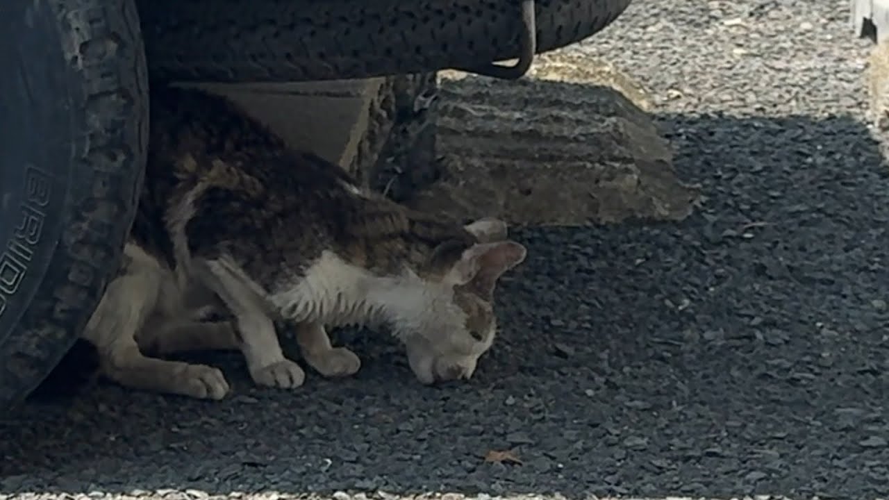 【緊急保護】熱中症でフラフラ歩くガリガリに痩せた猫