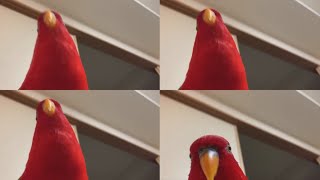 Red Bird Laughing Over One Million Times