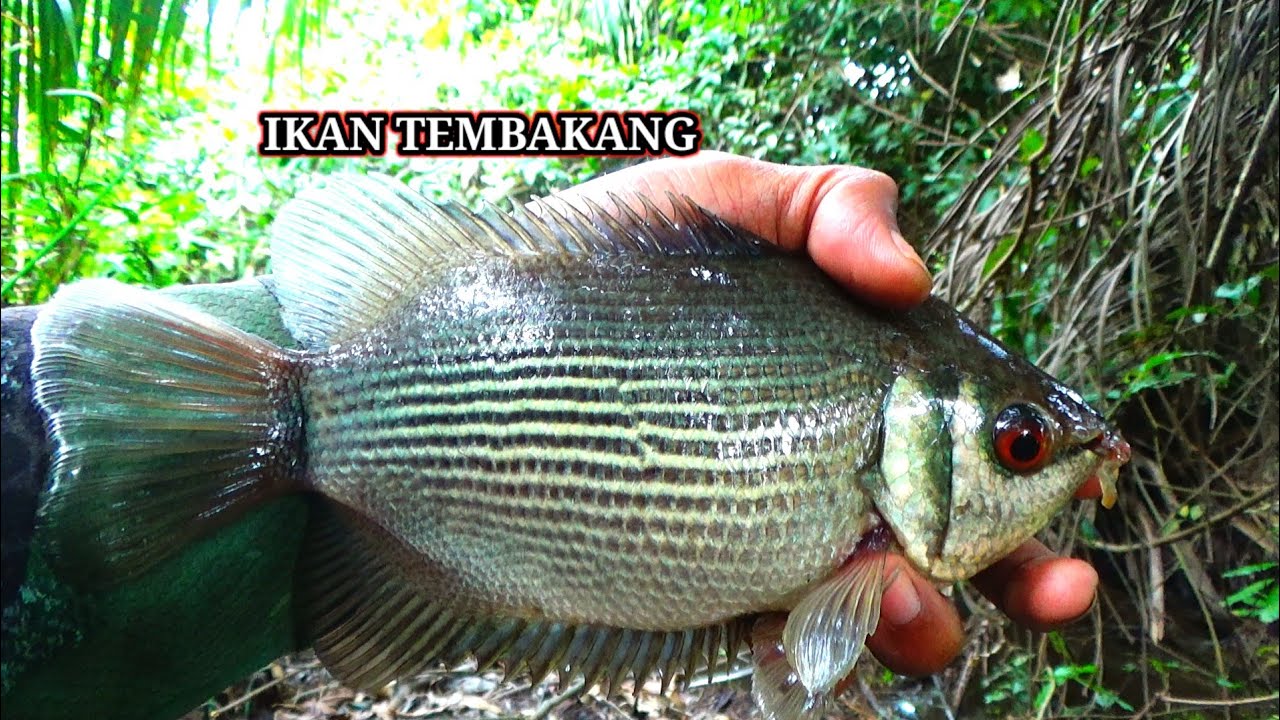 Trik jitu.! Dan spot paling ampuh mancing ikan biawan/tembakang.Di jamin panen strike