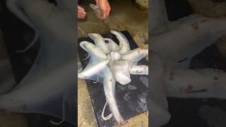 Fishermen Noticed Strange Movement Inside This Octopus #nature #sea #fishing