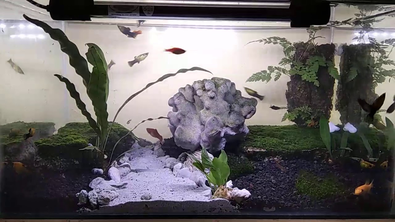 Desain Aquascape Sederhana Aquascape Batu Kali 30 Desain
