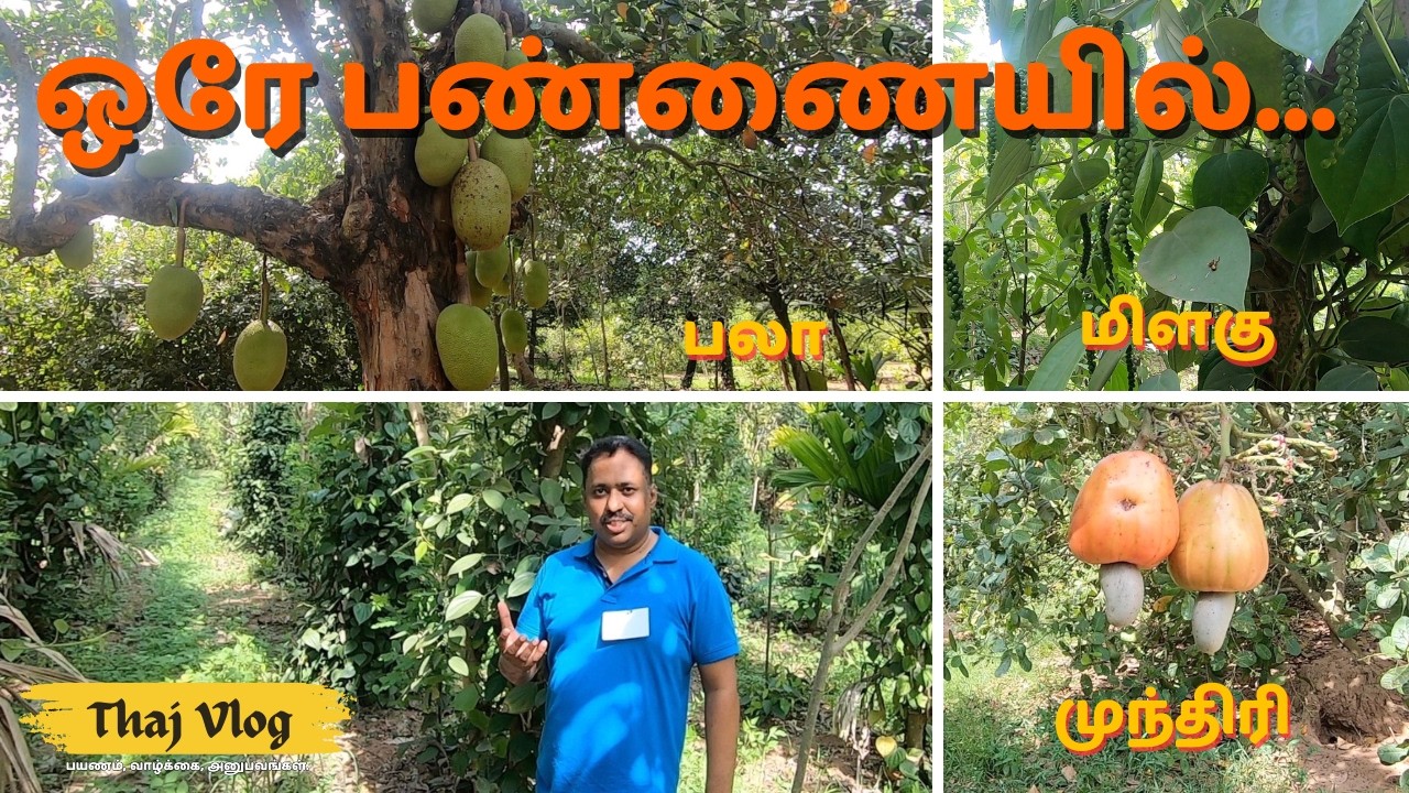 ஒரே பண்ணையில் பலாப்பழம், மிளகு, முந்திரி? 🌿 | Natural Farm Tour | Thaj Vlog