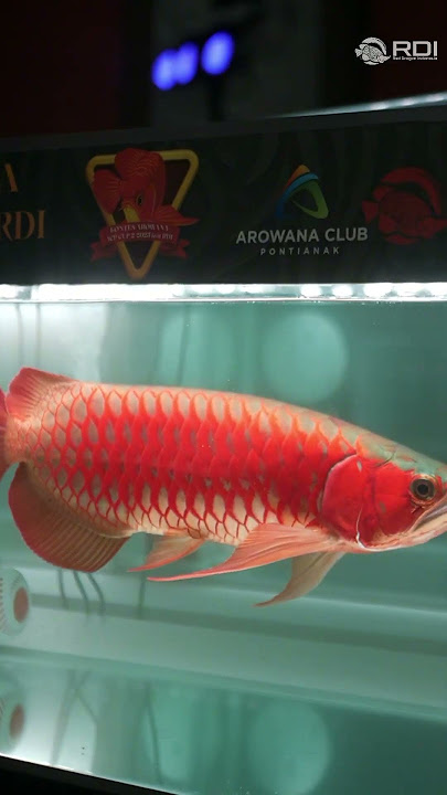 RECAP MOMENTS AROWANA CLUB PONTIANAK CUP 2 FEAT RDI!!! #arowana #arwana #arwanasuperred #contest