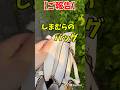 しまむらのバックがご臨終しました…#しまむら購入品 #しまむら #しまパト