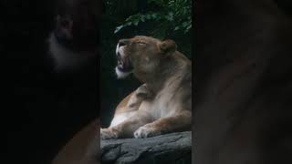 Snoozin and Groomin  #zoo  #animalkingdom #animals