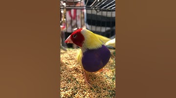 Yellow Back Gouldian #birds #javasparrow #canary #birdnest #java #birdeggs #gouldianfinch
