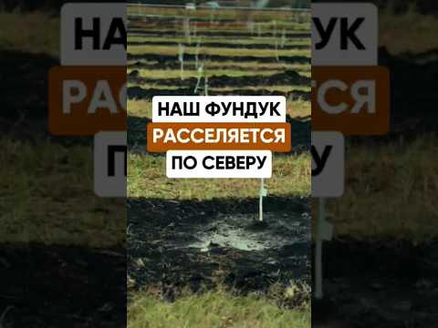НАШ ФУНДУК РАССЕЛЯЕТСЯ