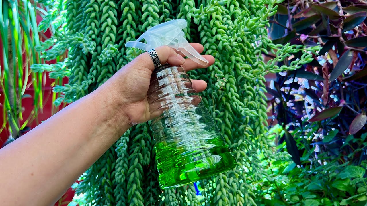 La FÓRMULA que ESPERABAS ⚗️ para Plantas Sanas🌷🌿 ANTI PLAGAS 🐜🦟