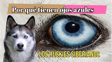 ¿Por qué los ojos de los huskies son azules?