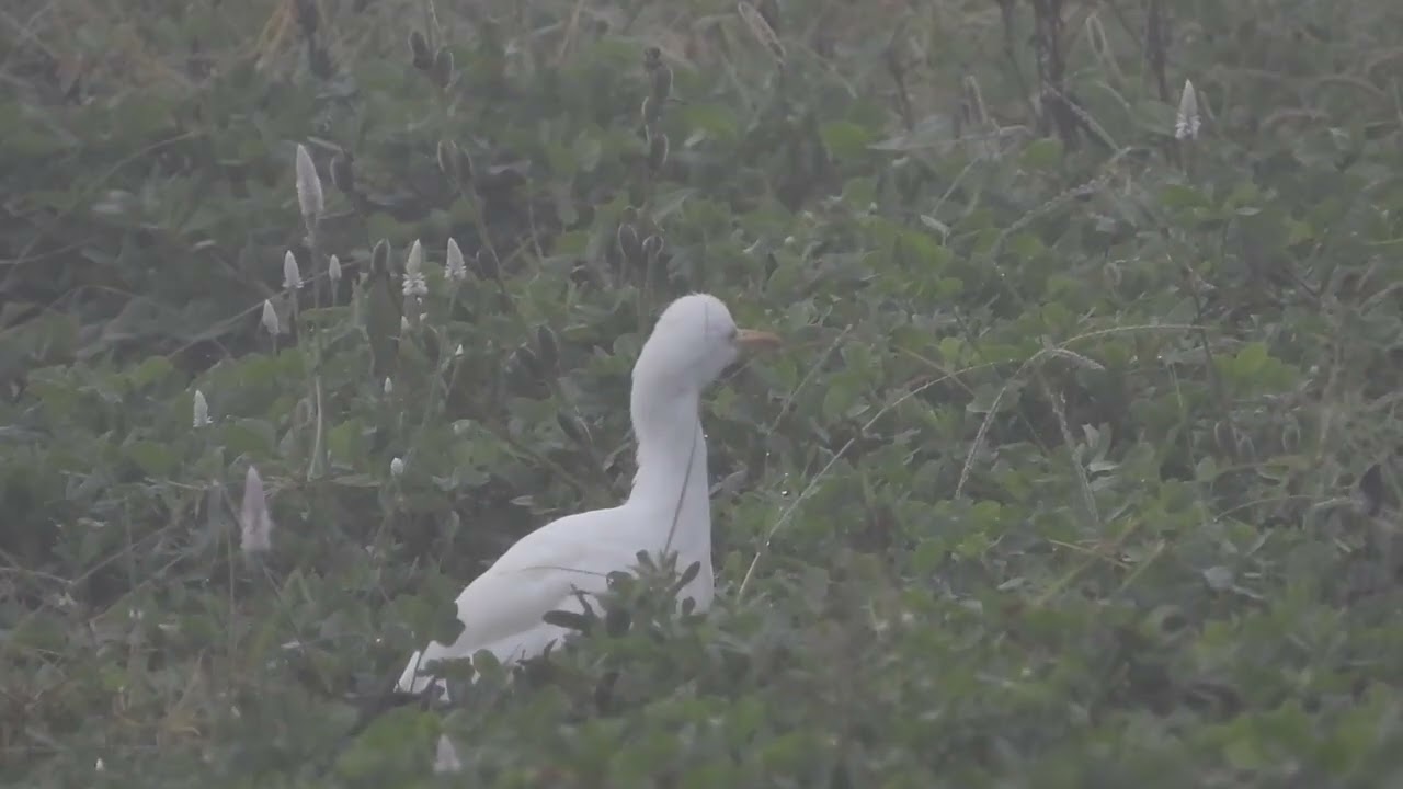 Egrate hunting baby of other bird at Magadi bird scantury