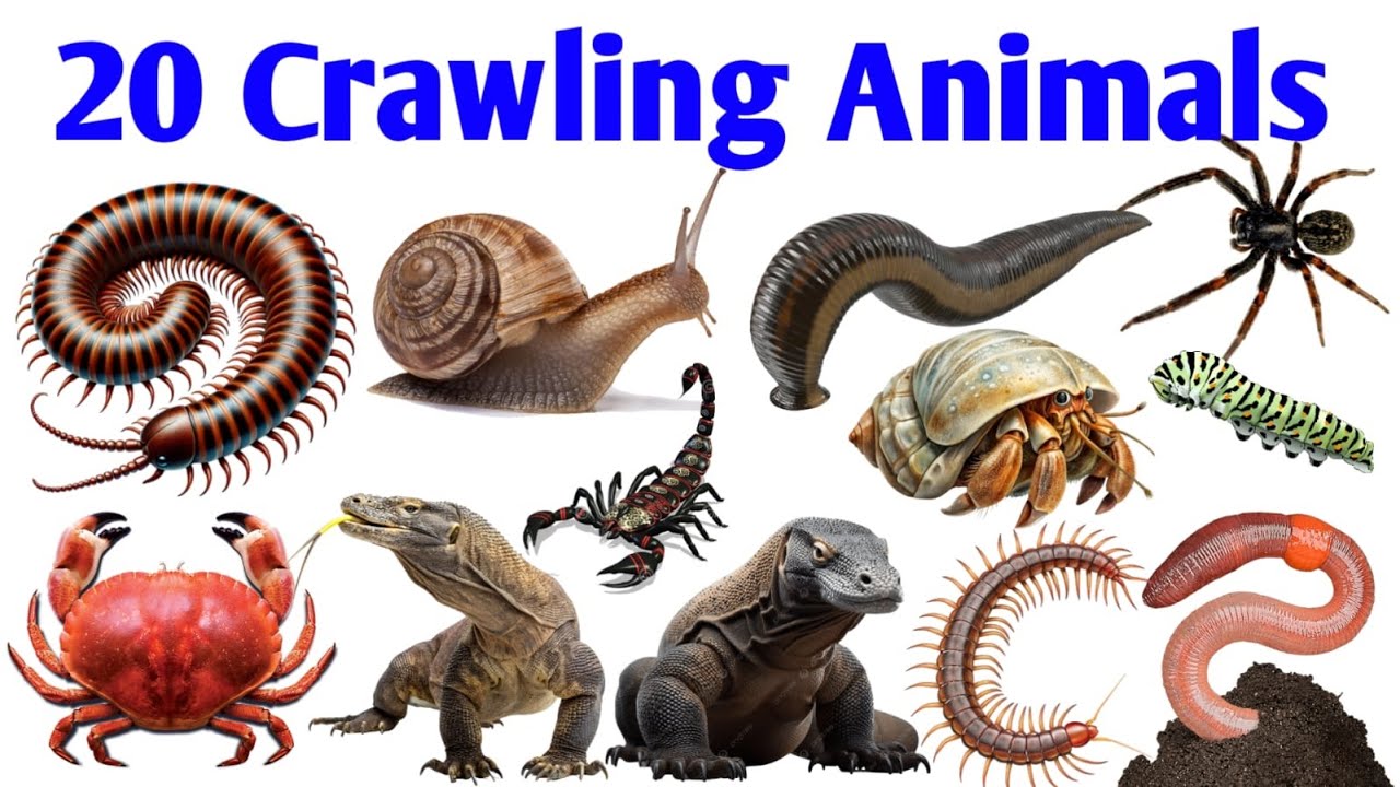 Kids Crawling Animals Learning | Animals English name 