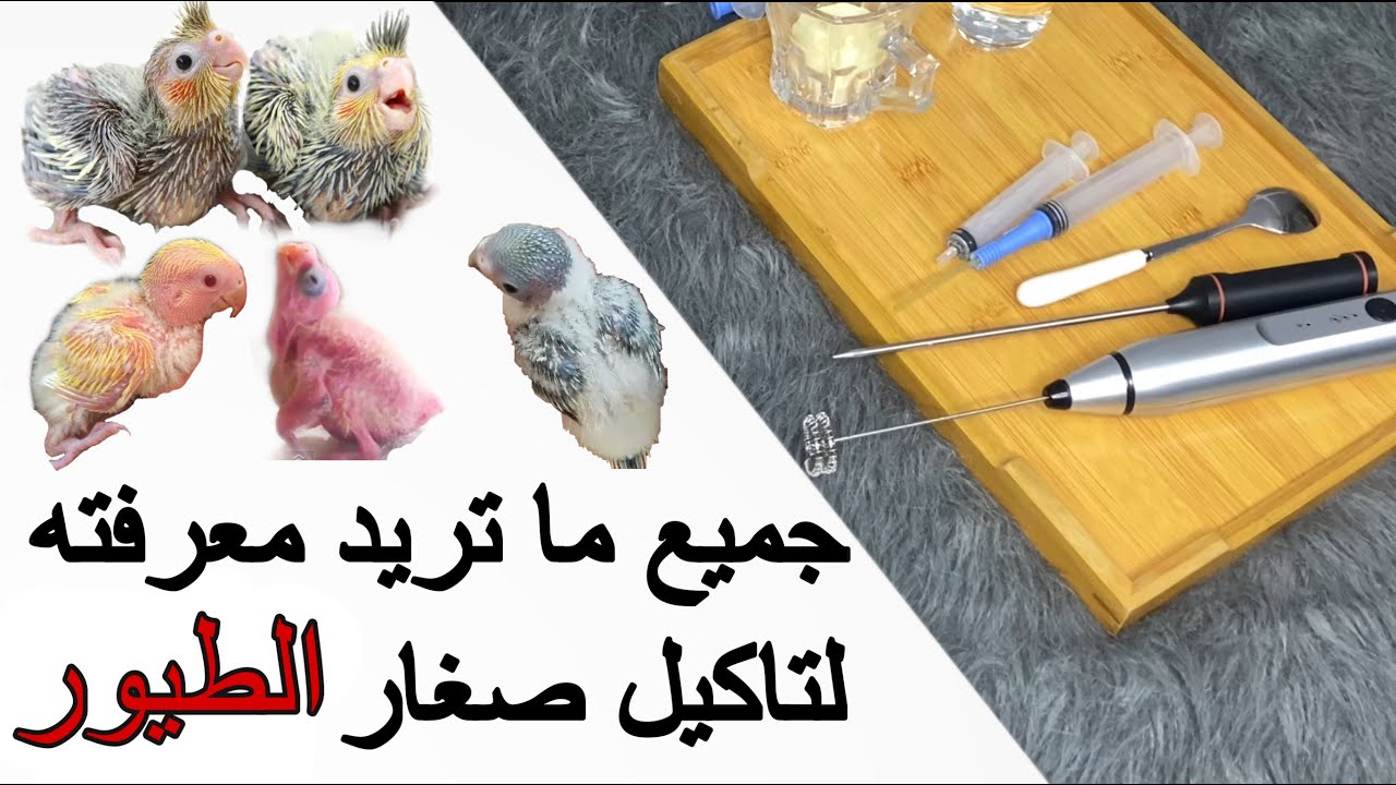 ارشادات حول اطعام (غر\عس) فروخ الببغاء