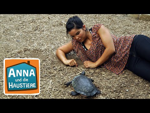 Video: So richten Sie einen Lebensraum für Ihre Baby-Sulcata-Schildkröte ein