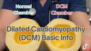 Dilated Cardiomyopathy (DCM) by Dr. Bozelka, ER Veterinarian 132 views 1 month ago 1 minute, 38 seconds