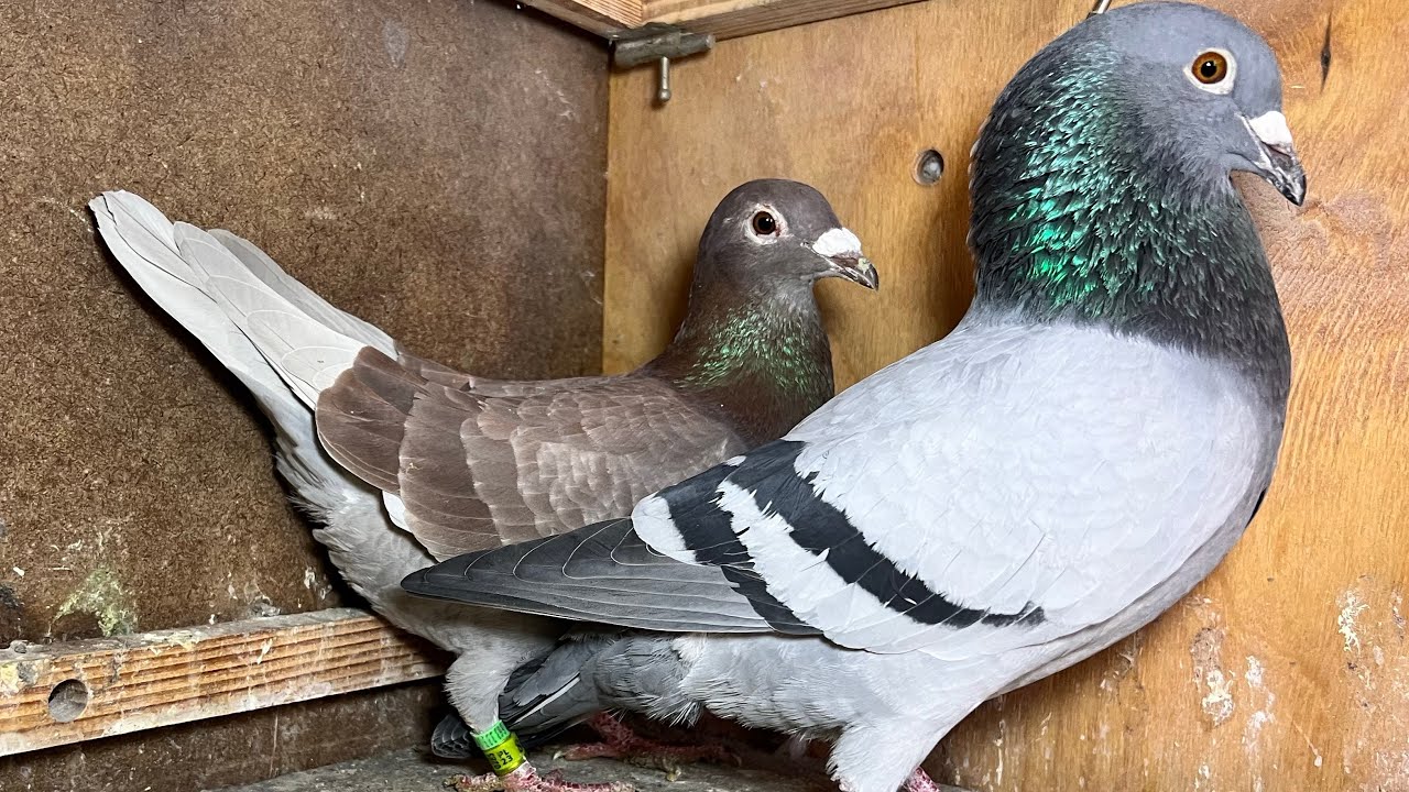 Parowanie Gołębi + moja metoda suchego wdowieństwa krok po kroku