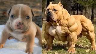 🐣 Baby vs Adult Animal Transformation | Small to Big Animals Evolution (Full Documentary) 🐘