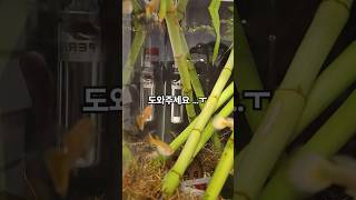 암컷구피 곰팡이병인가요????#백점병#구피질병#구피곰팡이병