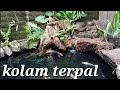 cara membuat kolam koi alami dari terpal/ geomembran #natural koi pond