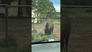 American Bison in Motion 🦬 Thousands of Pounds of Pure Athleticism | Beck & Bulow Ranch