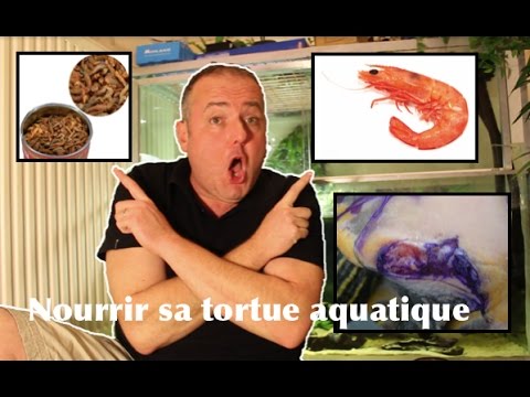 Vidéo: Quelles plantes les tortues musquées peuvent-elles manger ?