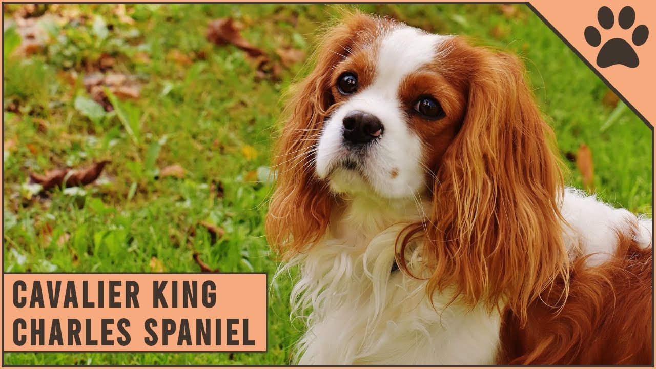Cavalier King Charles Spaniel Dog Breed Information YouTube