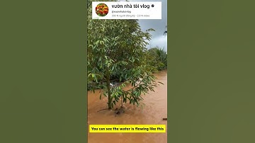 sầu riêng thái ngập nước bình thường #videoviral #fyp