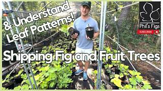 How to Ship a Fig or Fruit Tree and Fig Leaf Patte