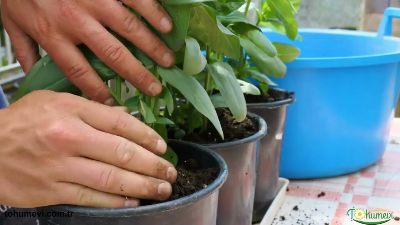 Zinnia - Kirli hanım çiçeği tohum ekimi