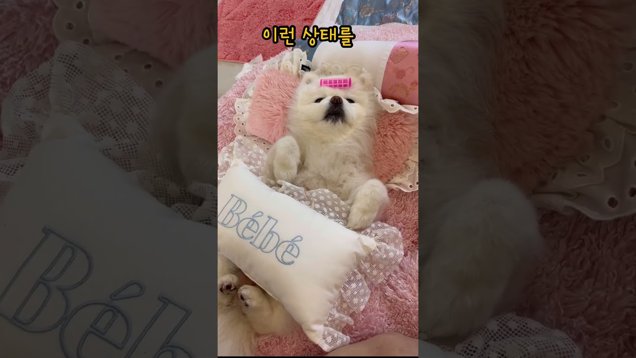 강아지가 배를 보이는 이유 