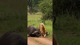 LION JUMPS ON TWO BUFFALO! The HUNT Is WILD! #animalencounter #hunting #animalattack #nature