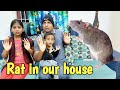 Rat  in our house  comedy  funny  prabhu sarala lifestyle