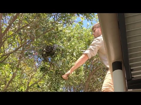 Snake Catcher Grasps Two Metre Python From Tree