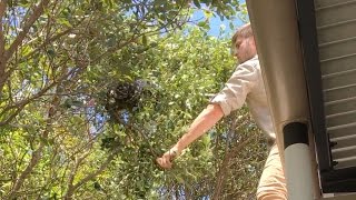 Snake Catcher Grasps Two Metre Python From Tree