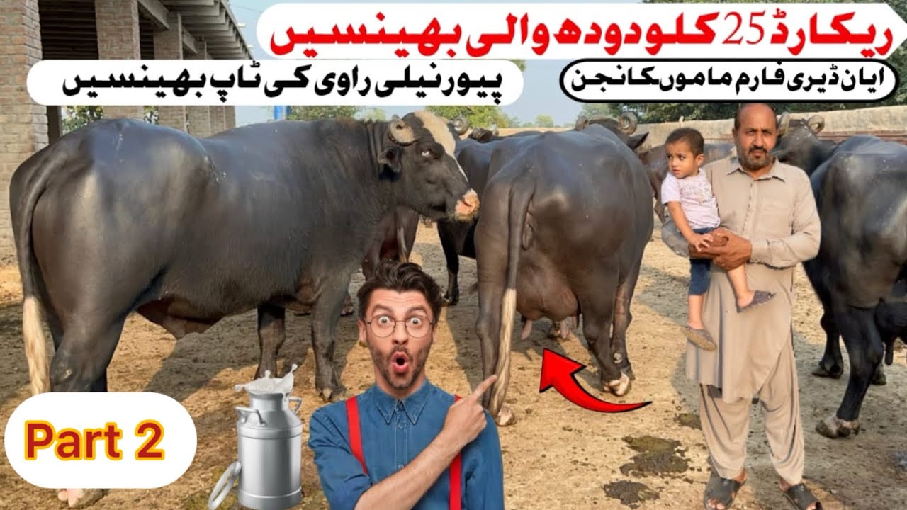 Aayan Dairy Farm Tandlianwala Part 2[ Most Beautiful Nili Ravi Buffaloes] Buffalo Farming in Punjab.