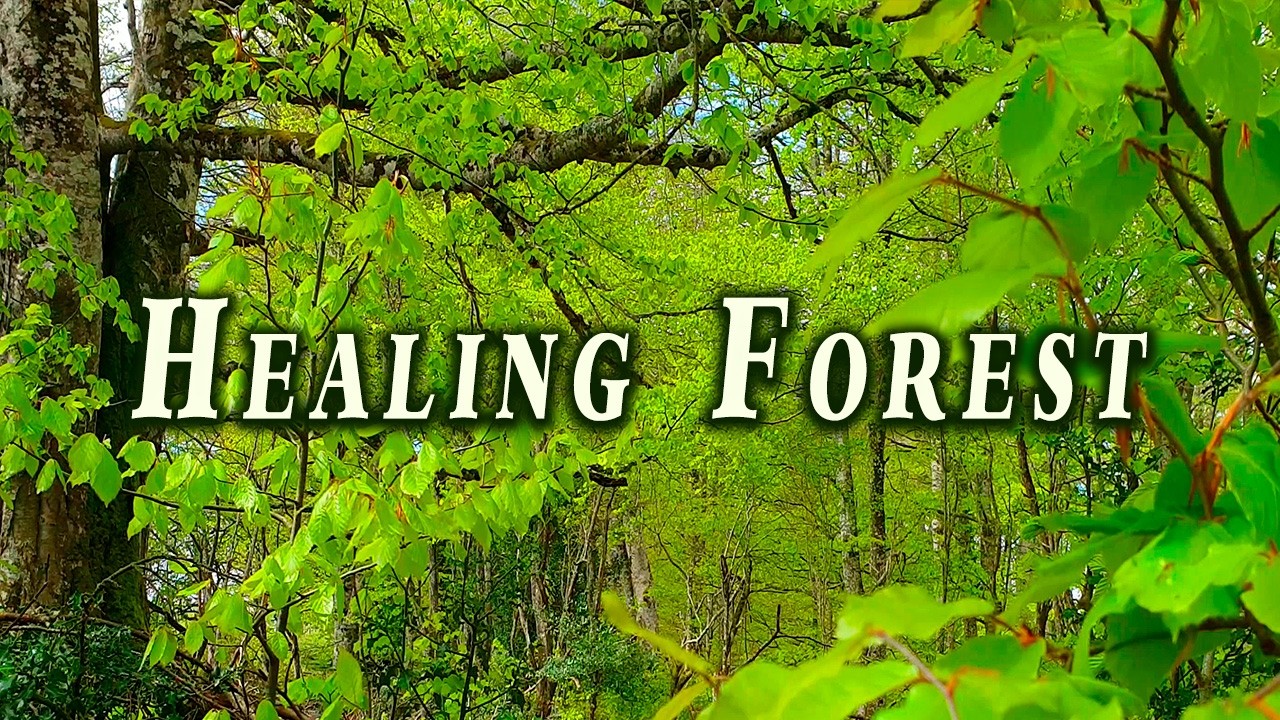 Deep Healing Energy 🌳Ancient Frequency Forest Therapy🌳 Sound Healing Session | Zen Nature Meditation